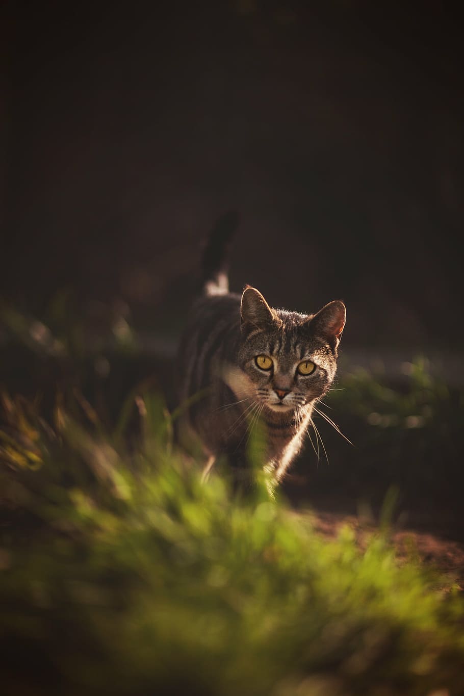 cat, prowl, garden, light, animal, prowling, feline, hunter HD wallpaper