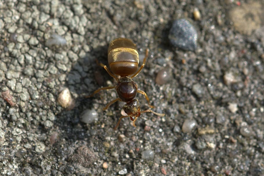 ant queen, insect, macro, nature, animal, animal wildlife, animals in the wild HD wallpaper