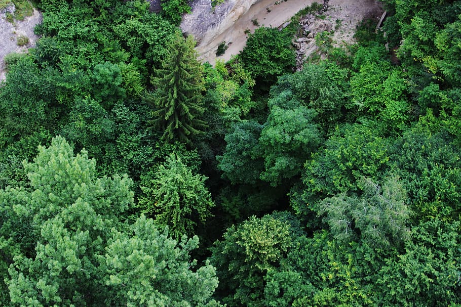 Green, Tree, Forest, Leaves, Spruce, the caucasus, coniferous tree HD wallpaper