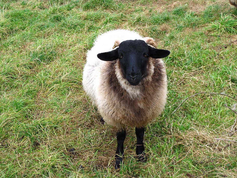 sheep, animals, wool, green, farm, animal themes, mammal, grass HD wallpaper