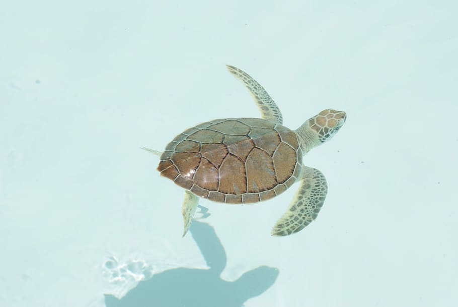 turtle, xcaret, caribbean, animal, reptile, nature, wildlife HD wallpaper
