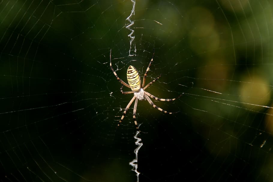 spider, spider web, insecta, arachnid, animal themes, animals in the wild HD wallpaper