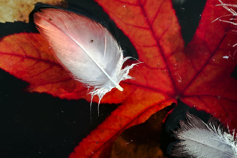water, water surface, spring, bird feathers, red, foliage leaf HD wallpaper