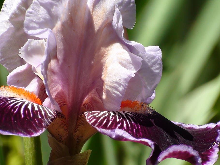 iris, macro, close-up, stamen, petal, stem, blossom, flower HD wallpaper