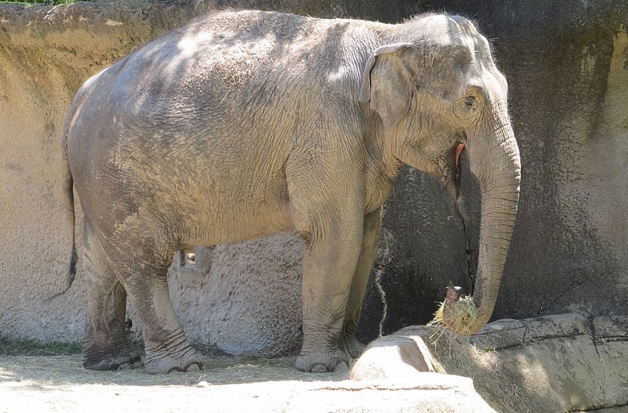 elephant, zoo, standing, big, trunk, hay, eating, feeding, portrait HD wallpaper