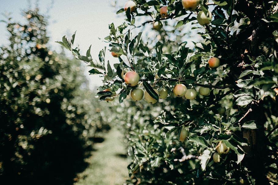 fruit tree field, shallow focus photography of plant in plantation HD wallpaper