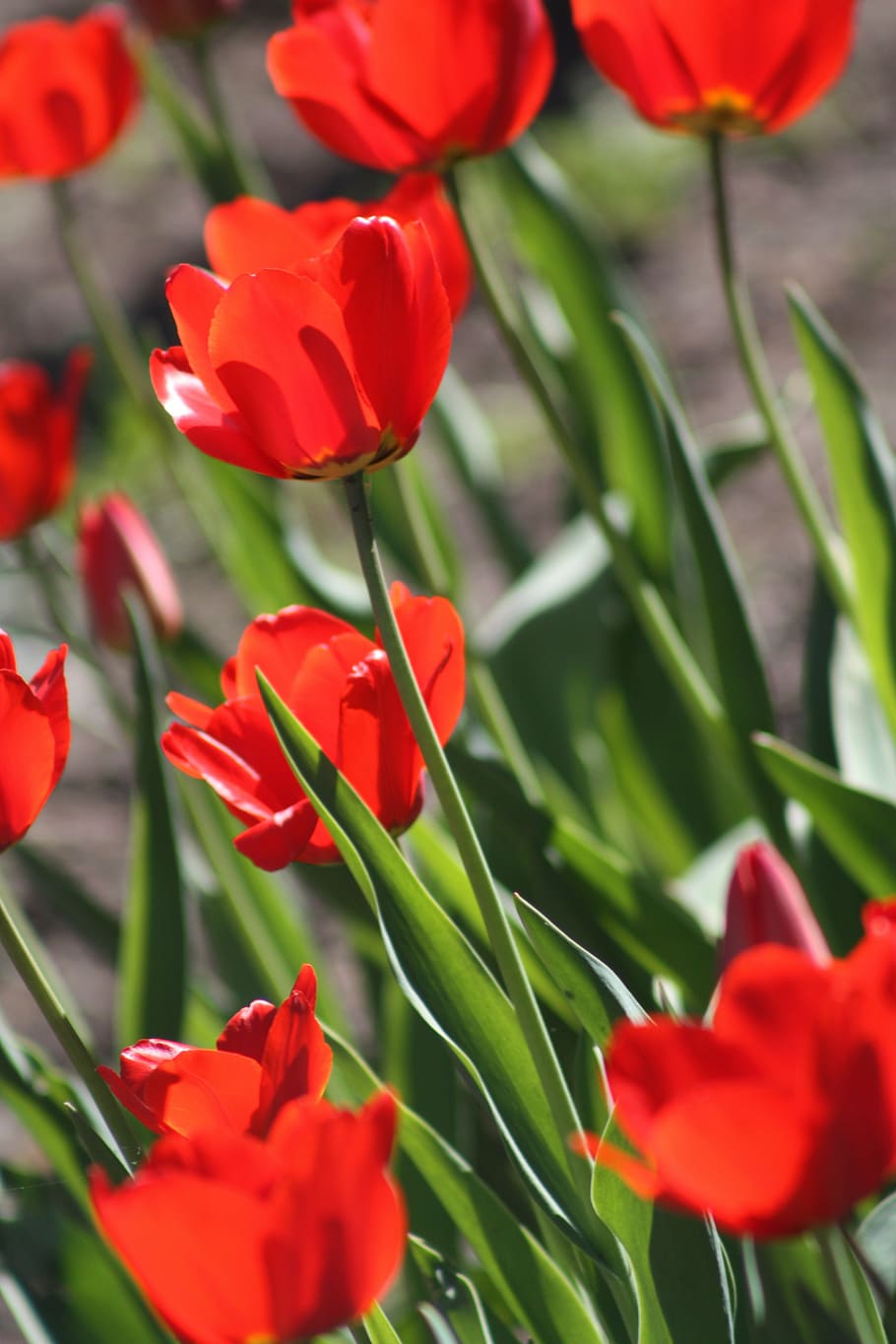 tulips, flower, spring, nature, red, garden flower, beauty HD wallpaper