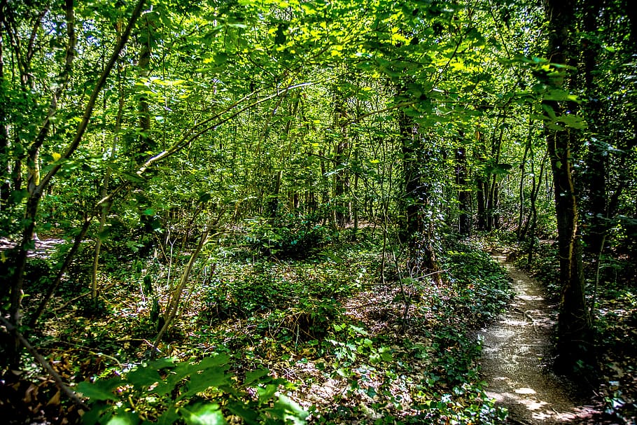 forest, green, landscape, trees, nature, idyllic, leaves, vote HD wallpaper