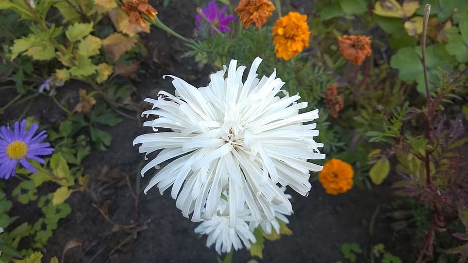 flower, white, exceptional, plant, close, summer, kiev, botanical garden HD wallpaper