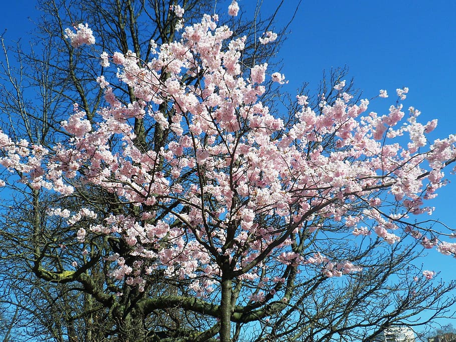 paris, tree, flower, flowering, spring, pink, sky, cherry, branch HD wallpaper