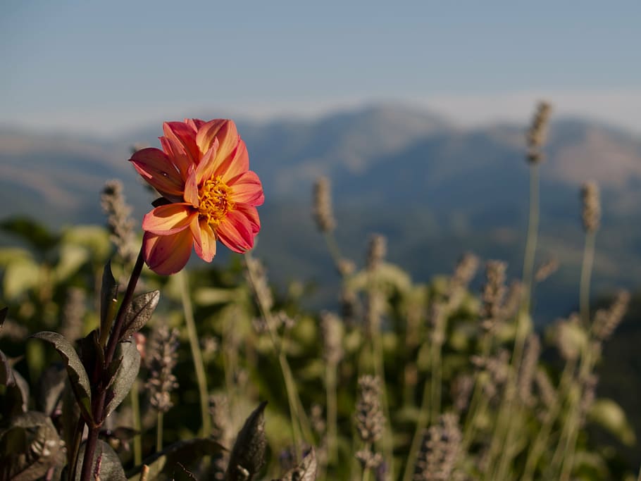 flower, mountain, flowers, summer, nature, italy, mountains, HD wallpaper