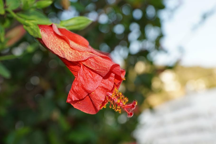 hibiscus, flower, red, plant, beauty in nature, close-up, focus on foreground HD wallpaper