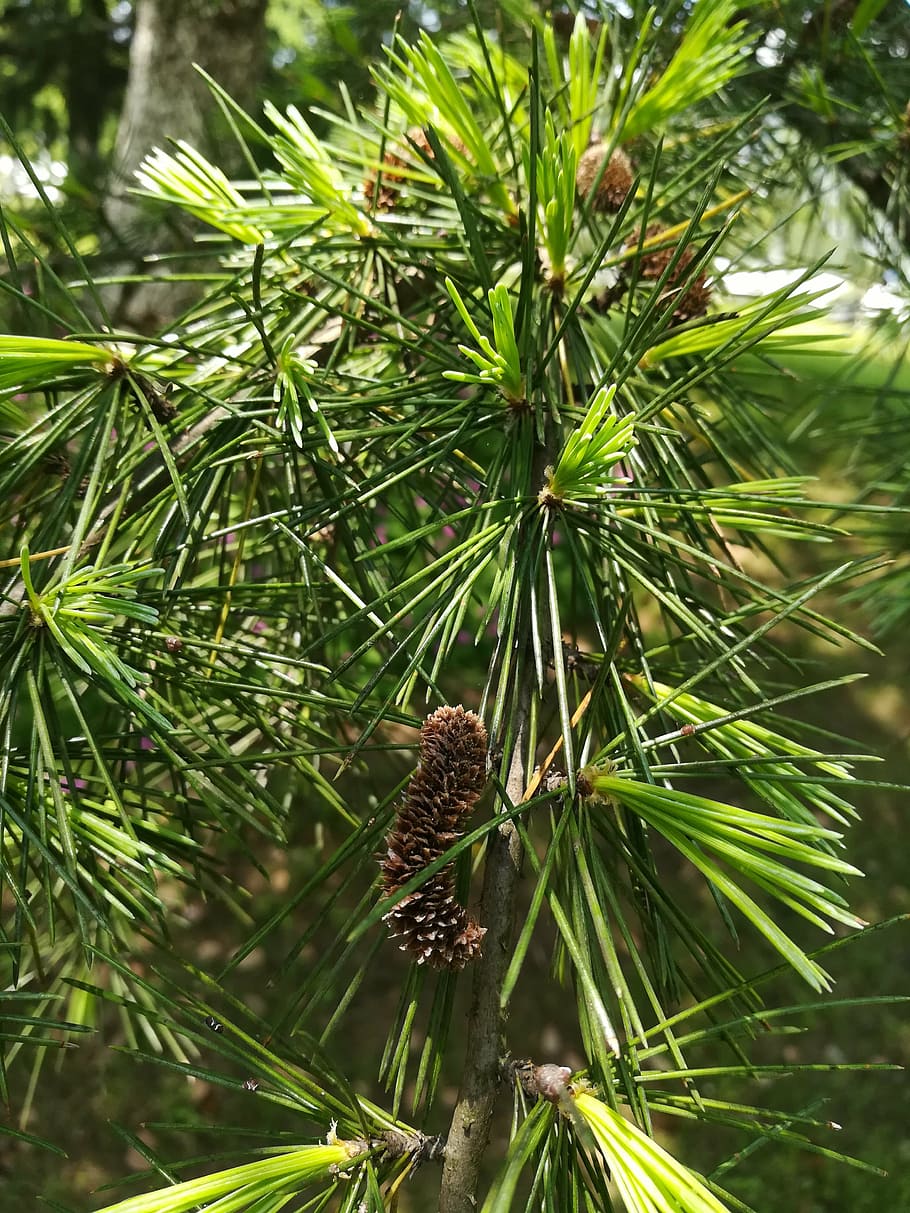 cedar, material, plant, green leaf, pine needles, natural, growth HD wallpaper