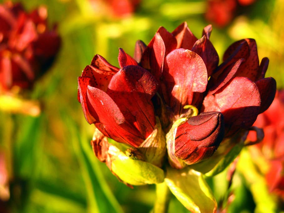 alps, flower, mountain, red, gentian, light, nature, landscape HD wallpaper