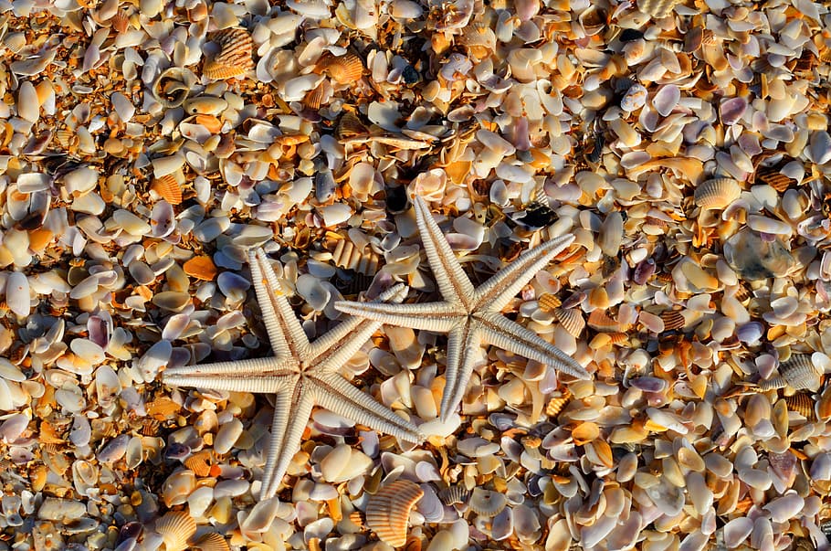 two white Starfishes on seashells, animal, coral, life, marine