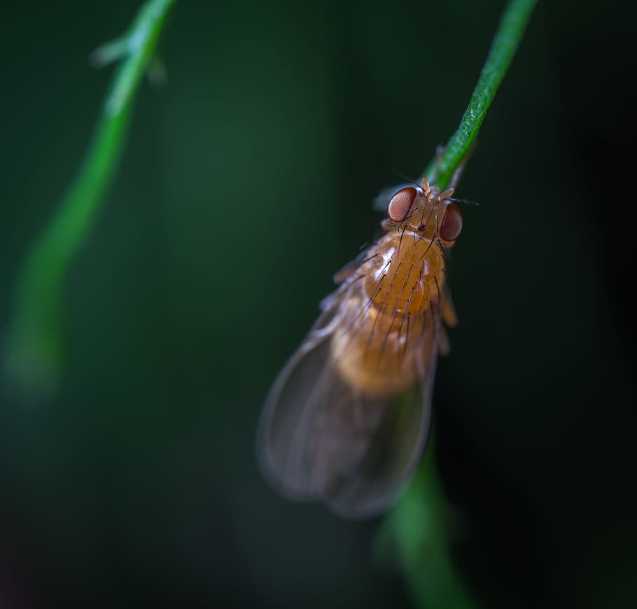 insect, fly, stem, macro, animal wildlife, one animal, animals in the wild HD wallpaper