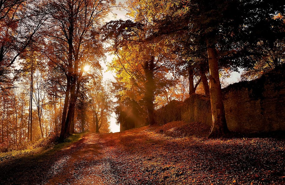 autumn season during daytime, nature, tree, park, landscape HD wallpaper