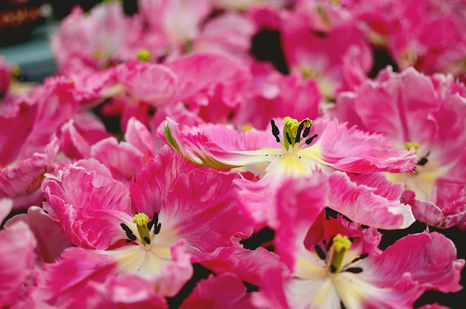 garden, flower, pink, nature, floral, bloom, plant, spring HD wallpaper