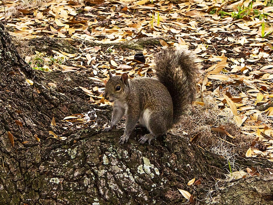Nature, Fauna, Squirrel, animals in the wild, animal themes HD wallpaper