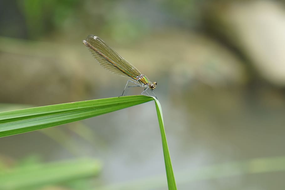 Dragonfly, Insect, Macro, nature, animal, close-up, animal Wing HD wallpaper