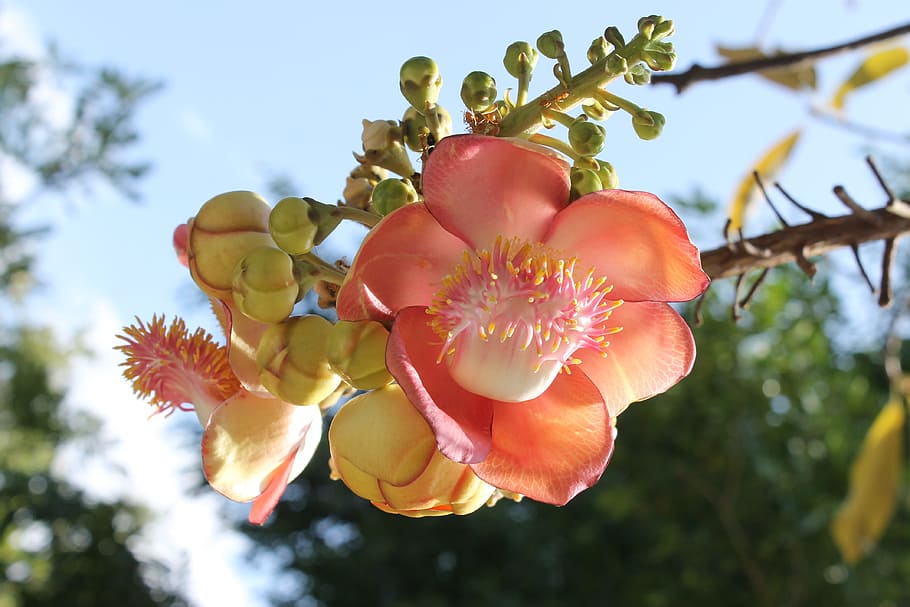 closeup photo of pink petaled flower, strand, flowers, buddha HD wallpaper