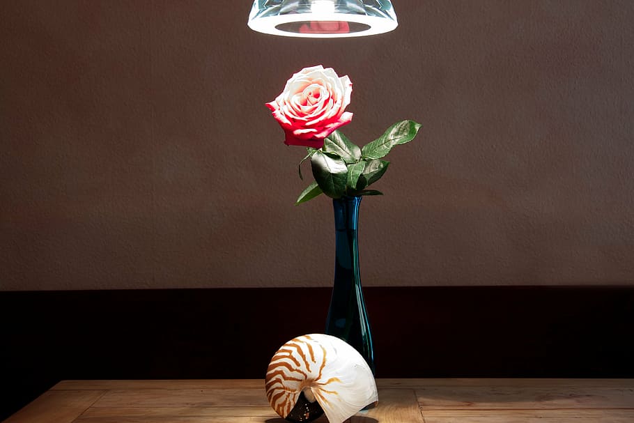 close up photo of gray and brown nautilus shell in front red rose centerpiece HD wallpaper
