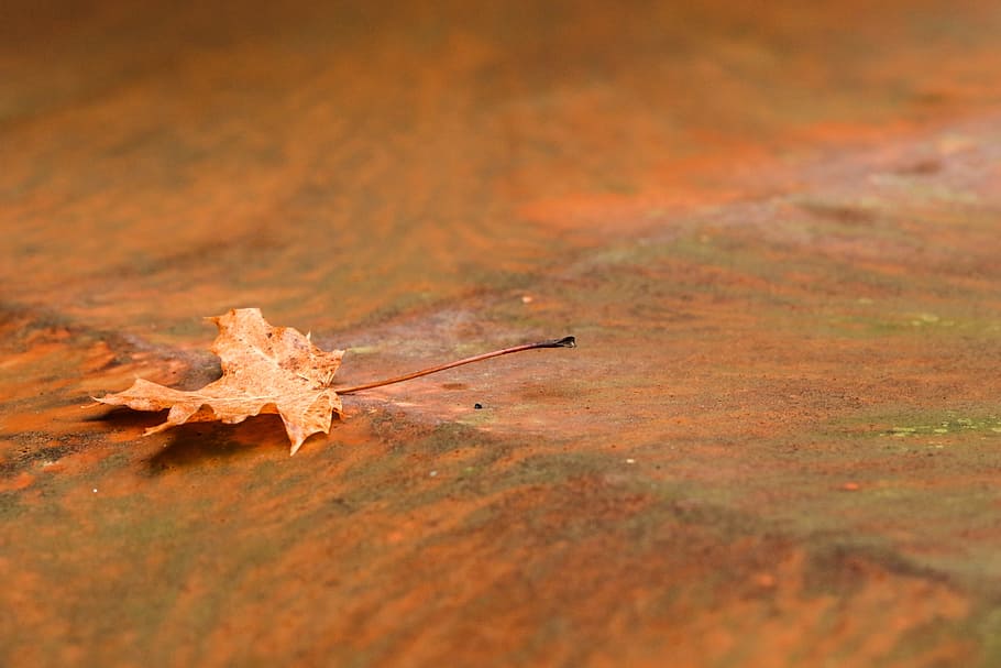 leaf, autumn, rust, fall, metal, nature, no people, close-up HD wallpaper