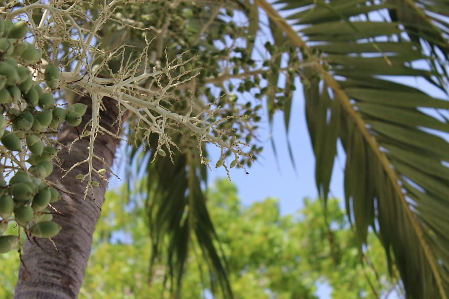 palm, tree, tropical, summer, paradise, green, palm trees, plant HD wallpaper