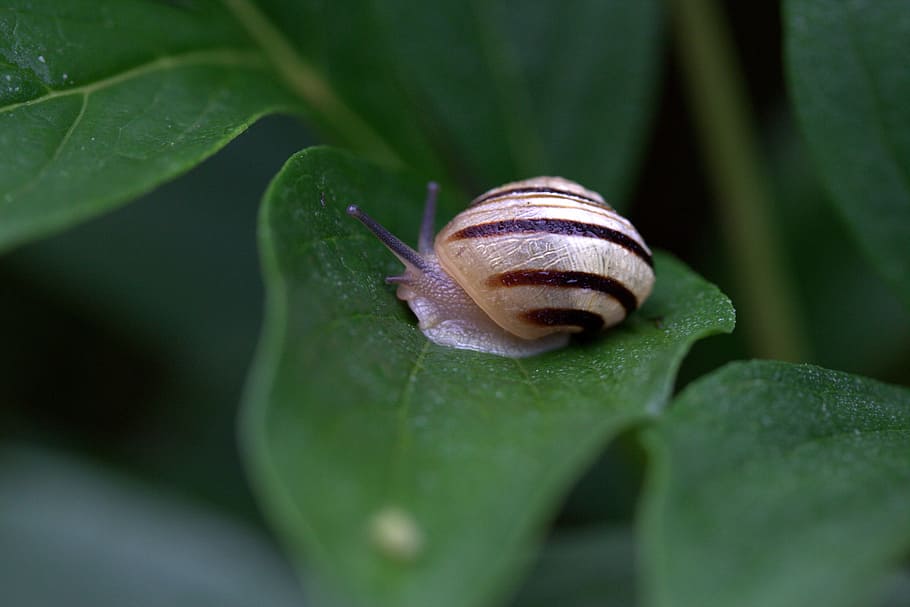 snails, casey, hooked, rain, shell, horns, invertebrate, plant part HD wallpaper