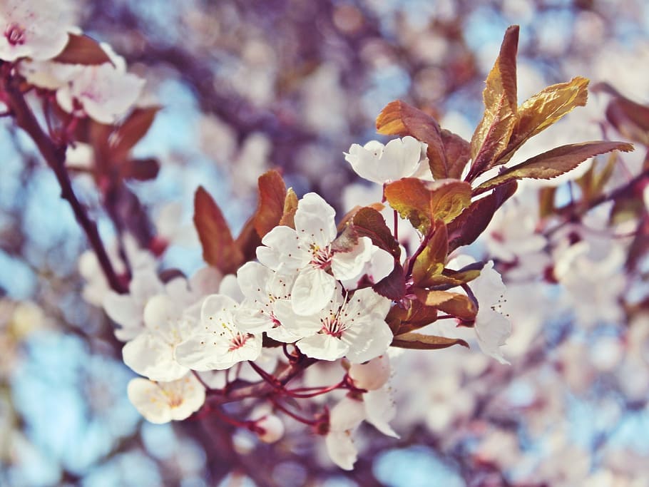 cherry blossoms, flowers, tree, white, spring, pink, nature HD wallpaper