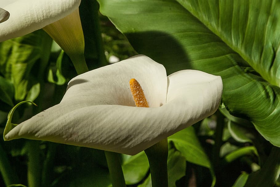 flower, lys, garden, spring, nature, freshness, leaf, fragility HD wallpaper