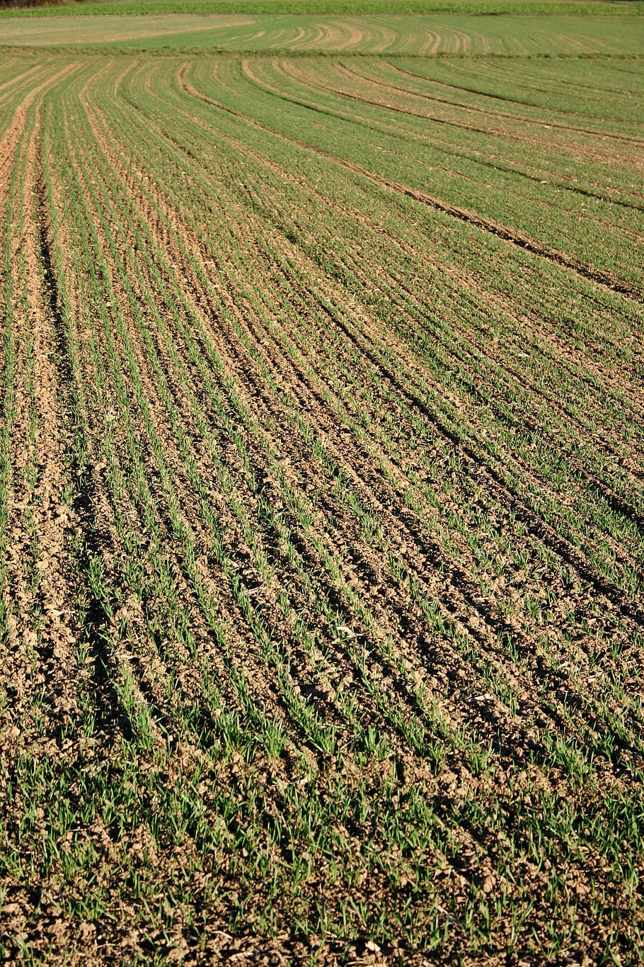 field, arable, landscape, nature, agriculture, environment HD wallpaper