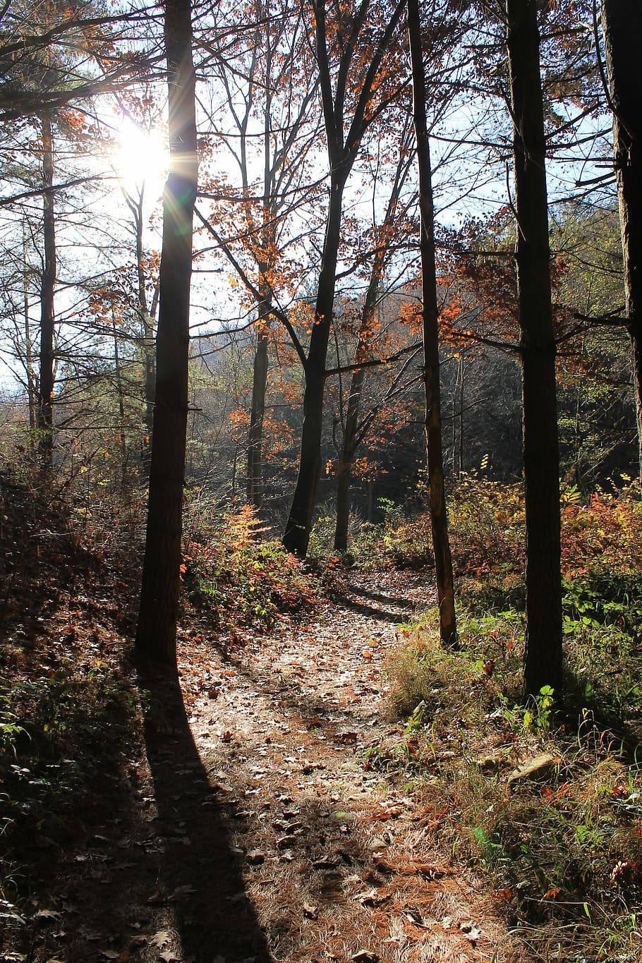 forest, trail, trees, plants, into the woods, trunk, nature HD wallpaper