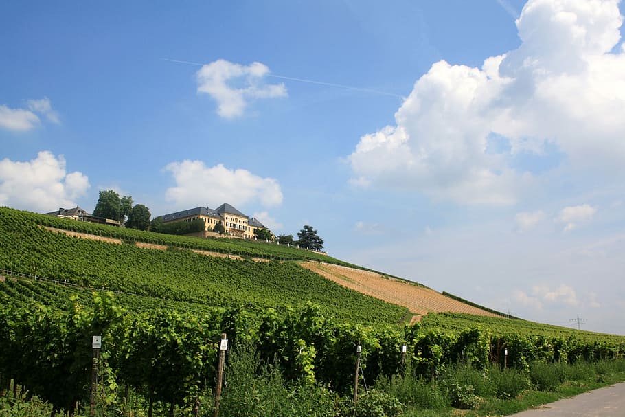 Schloss Johannisberg, Vineyard, Vines, winegrowing, rebstock, HD wallpaper