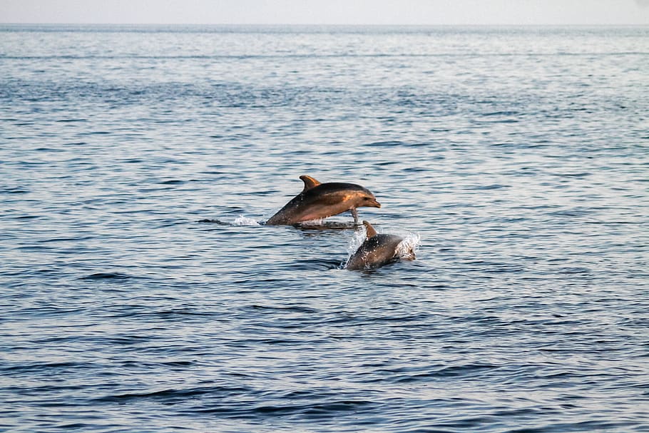waters, sea, nature, animal themes, animals in the wild, animal wildlife HD wallpaper