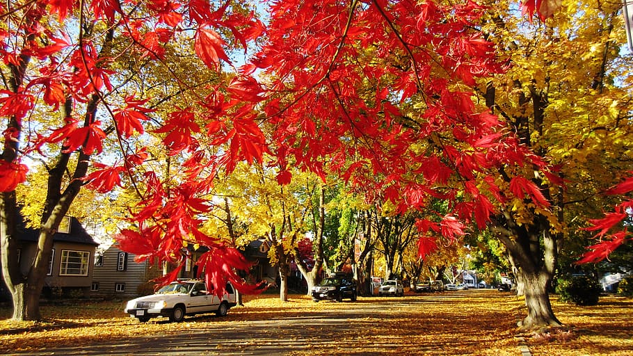 maple tree, red leaf, fall, autumn, street, change, plant, nature HD wallpaper