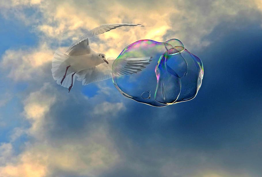 white gull flying near bubble, soap bubble, seagull, bird, float HD wallpaper