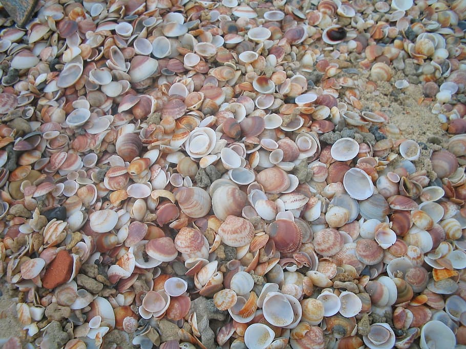 Shells, Texture, Brown, Beige, background, large group of objects HD wallpaper