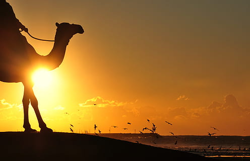Silhouette Photography Of Man Riding Camel Overseeing Orange Sunset And Flock Of Birds HD wallpaper