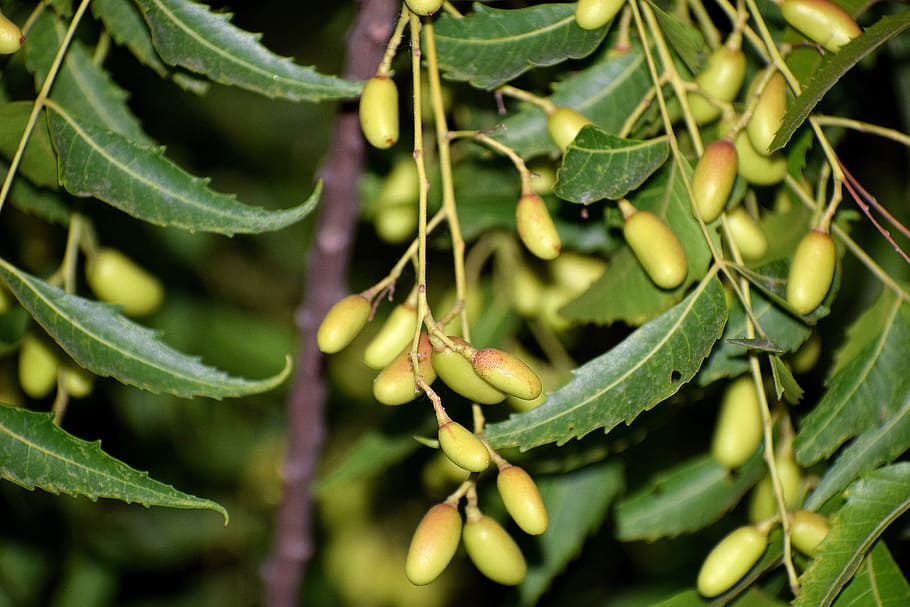 fruit, tree, nature, fresh, natural, branch, food, healthy HD wallpaper