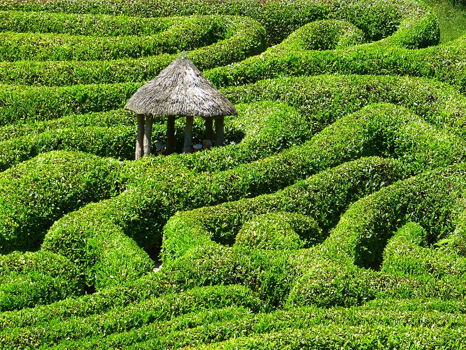 green leafy plant, maze, labyrinth, glendurgan, garden, cornwall