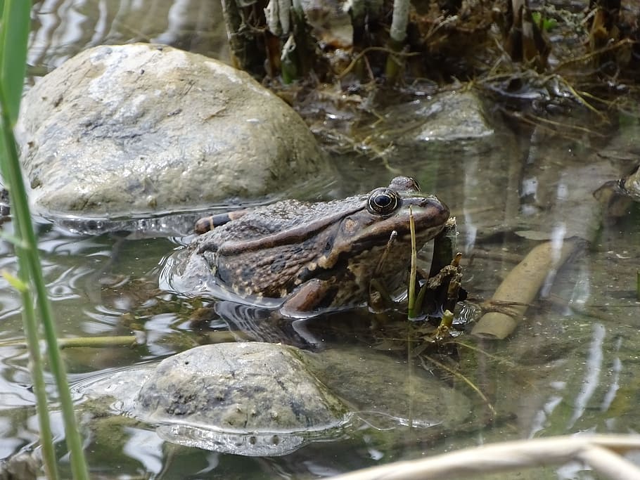 žaba, toad, detailed, frog, amphibian, male, pond, water, splash HD wallpaper