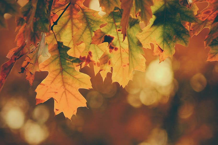 tilt shift photography of maple leaves, focus photography of green and brown leaves HD wallpaper