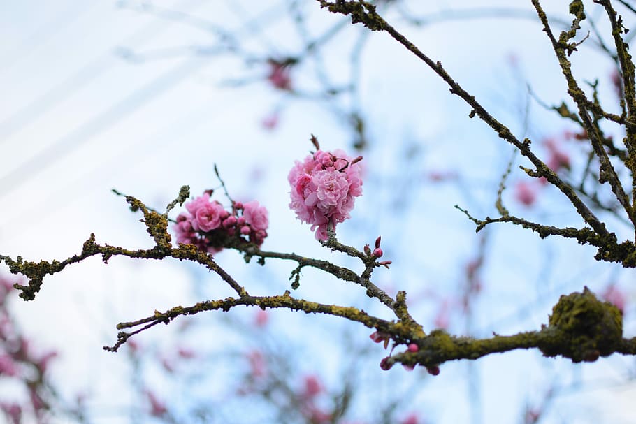 flower, peach, branch, spring, pink, blossom, bloom, plant HD wallpaper