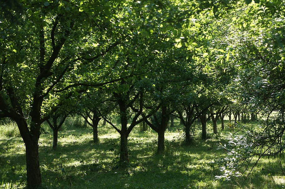 green tree, apple, apple tree, garden, orchard, nature, leaves HD wallpaper