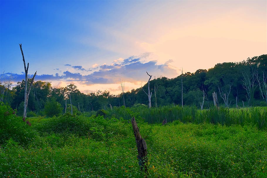 field, sunset, trees, summer, nature, landscape, sky, green HD wallpaper