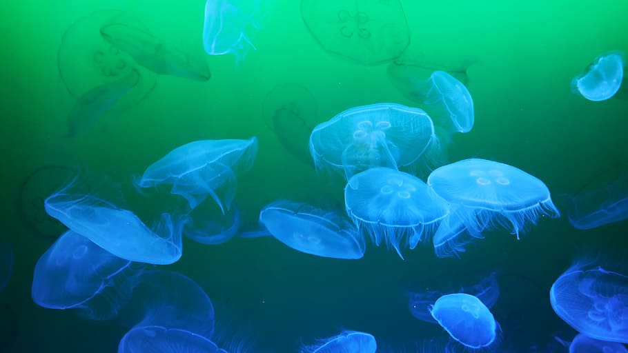 HD wallpaper: jellyfish digital wallpaper, meduse, sea animal ...