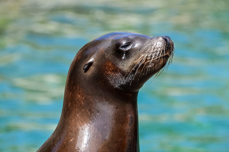 close-up photo of black sea lion, animal, animal park, animal photography, HD wallpaper
