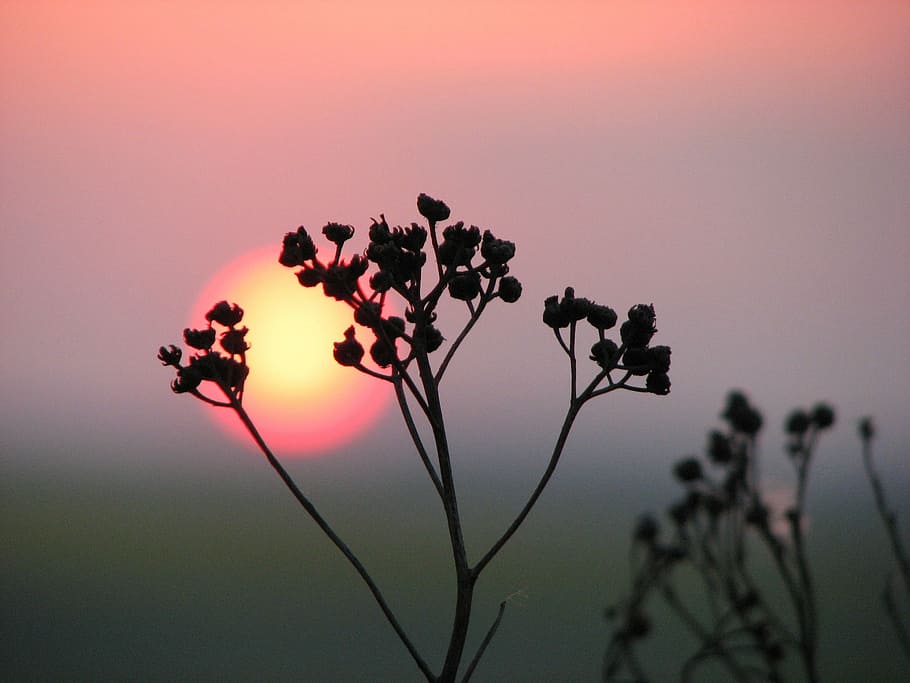 Nature, Sky, Landscape, Sunset, Grass, dry, silhouette, evening HD wallpaper