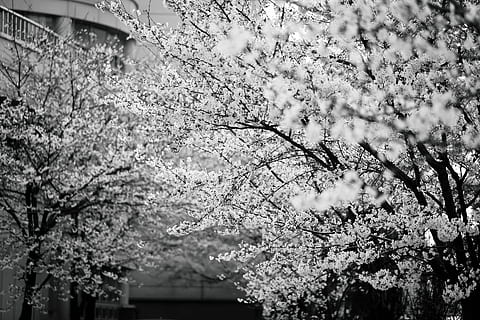 grayscale photo of cherry blossom, gray scale photography of trees HD wallpaper